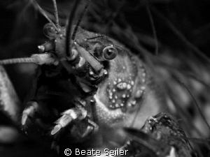 Crayfish B/W by Beate Seiler 